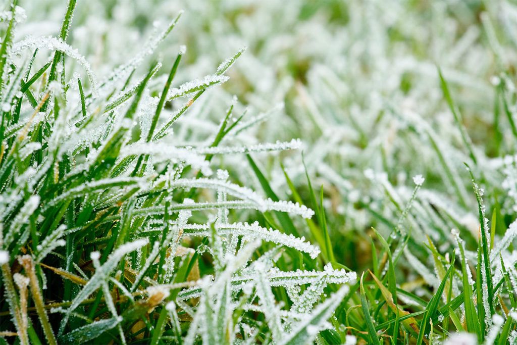 Frost covered grass