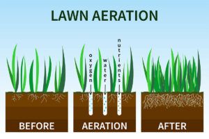 Aeration and Fertilizer