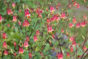 Best Native Plants to Grow in Southwest Virginia